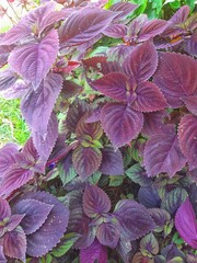 Striking purple leaves with serrated edges and green accents, showcasing bold color and rich...