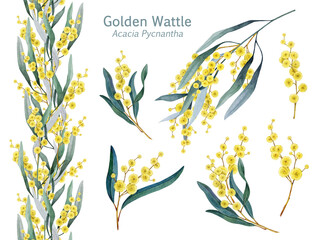 Golden wattle flowers, blooming branch and seamless border decor element watercolor illustration set. Golden wattle Australia native plant decoration elements on white background
