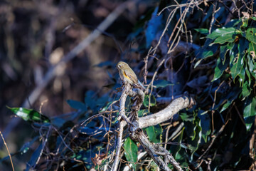 羽ばたいて飛び出す幸せの青い鳥、可愛いルリビタキ（ヒタキ科） 英名学名：Red flanked Bluetail (Tarsiger cyanurus) 埼玉県北本市、北本自然観察公園 2024 
