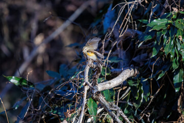 羽ばたいて飛び出す幸せの青い鳥、可愛いルリビタキ（ヒタキ科） 英名学名：Red flanked Bluetail (Tarsiger cyanurus) 埼玉県北本市、北本自然観察公園 2024 