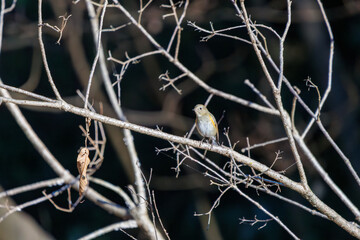 羽ばたいて飛び出す幸せの青い鳥、可愛いルリビタキ（ヒタキ科） 英名学名：Red flanked Bluetail (Tarsiger cyanurus) 埼玉県北本市、北本自然観察公園 2024 