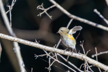 羽ばたいて飛び出す幸せの青い鳥、可愛いルリビタキ（ヒタキ科） 英名学名：Red flanked Bluetail (Tarsiger cyanurus) 埼玉県北本市、北本自然観察公園 2024 