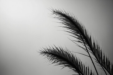 Obraz premium Single minimalistic plant silhouette with thin elongated leaves positioned asymmetrically in negative space layout using pure monochrome style and soft flat backdrop to emphasize organic