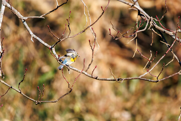 羽ばたいて飛び出す幸せの青い鳥、可愛いルリビタキ（ヒタキ科） 英名学名：Red flanked Bluetail (Tarsiger cyanurus) 埼玉県北本市、北本自然観察公園 2024 