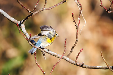 羽ばたいて飛び出す幸せの青い鳥、可愛いルリビタキ（ヒタキ科） 英名学名：Red flanked Bluetail (Tarsiger cyanurus) 埼玉県北本市、北本自然観察公園 2024 
