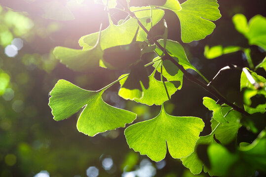 Ginkgo  biloba