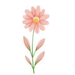 Watercolor cute pink flower illustration.
