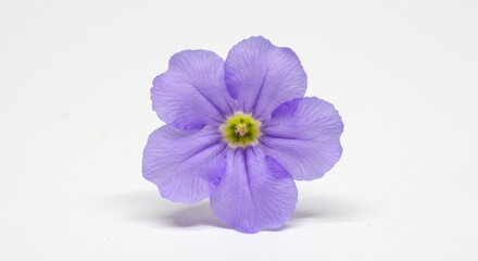 Delicate five petal purple flower with a vibrant yellow center on white background