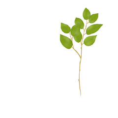 Hand Drawn Watercolor Leaf Branch Clipart with Green Foliage on Transparent Background