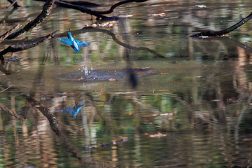 餌を捕らえるために池に飛び込む可愛いカワセミ（カワセミ科）
英名学名：Kingfisher (Alcedo atthis) 
埼玉県北本市、北本自然観察公園 2025
