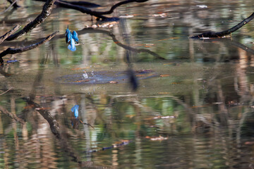 餌を捕らえるために池に飛び込む可愛いカワセミ（カワセミ科）
英名学名：Kingfisher (Alcedo atthis) 
埼玉県北本市、北本自然観察公園 2025
