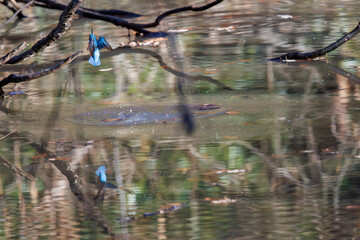 餌を捕らえるために池に飛び込む可愛いカワセミ（カワセミ科）
英名学名：Kingfisher (Alcedo atthis) 
埼玉県北本市、北本自然観察公園 2025
