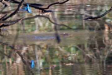 餌を捕らえるために池に飛び込む可愛いカワセミ（カワセミ科）
英名学名：Kingfisher (Alcedo atthis) 
埼玉県北本市、北本自然観察公園 2025
