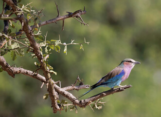 lilac breasted roller