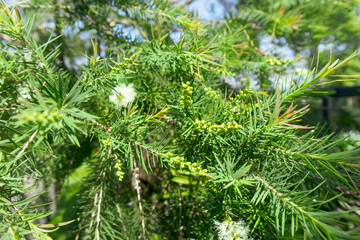 Narrow-leaved paperbark tea tree (Melaleuca alternifolia)