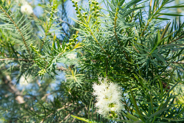 Tea tree (Melaleuca alternifolia) is a Myrtaceae evergreen tree, from whose leaves the essential oil Tea tree oil is extracted