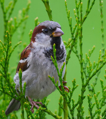 The house sparrow is watching the photographer carefully, unable to understand what he wants from him.