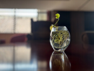 室内のテーブルに置かれた静かな観葉植物の一鉢