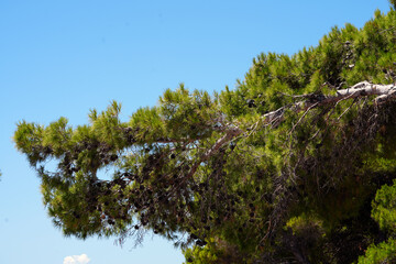 pine branches over the sea