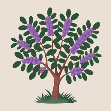 Cartoon phalsa tree illustration with purple fruit dark green leaves and brown trunk on a white background