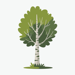 Cartoon silver birch tree illustration with green foliage and white trunk on a white background