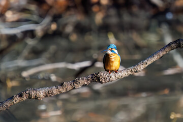 餌を捕らえるために池に飛び込む可愛いカワセミ（カワセミ科）
英名学名：Kingfisher (Alcedo atthis) 
埼玉県北本市、北本自然観察公園 2025
