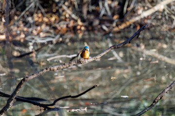 餌を捕らえるために池に飛び込む可愛いカワセミ（カワセミ科）
英名学名：Kingfisher (Alcedo atthis) 
埼玉県北本市、北本自然観察公園 2025
