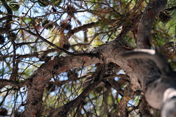 Fototapeta premium pine branches over the sea