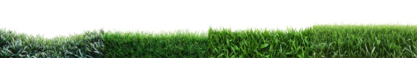 Fototapeta premium Lush Green Grass Landscape with Vibrant Texture and Natural Elements in Sunlight