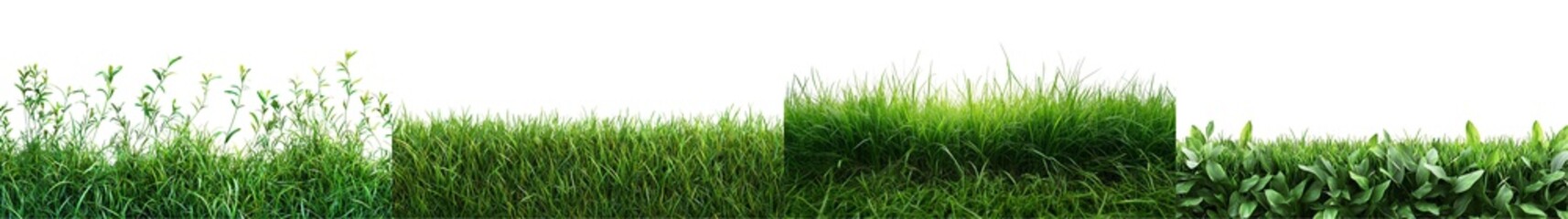 Fototapeta premium Lush Green Grass and Vibrant Plants Against a Dark Background for Nature Themed Projects