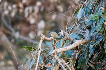 羽ばたいて飛び出す幸せの青い鳥、可愛いルリビタキ（ヒタキ科）
英名学名：Red flanked Bluetail (Tarsiger cyanurus)
埼玉県北本市、北本自然観察公園    2024
