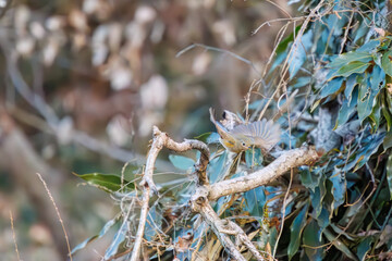羽ばたいて飛び出す幸せの青い鳥、可愛いルリビタキ（ヒタキ科）
英名学名：Red flanked Bluetail (Tarsiger cyanurus)
埼玉県北本市、北本自然観察公園    2024
