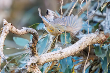 羽ばたいて飛び出す幸せの青い鳥、可愛いルリビタキ（ヒタキ科）
英名学名：Red flanked Bluetail (Tarsiger cyanurus)
埼玉県北本市、北本自然観察公園    2024
