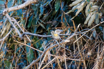 羽ばたいて飛び出す幸せの青い鳥、可愛いルリビタキ（ヒタキ科）
英名学名：Red flanked Bluetail (Tarsiger cyanurus)
埼玉県北本市、北本自然観察公園    2024
