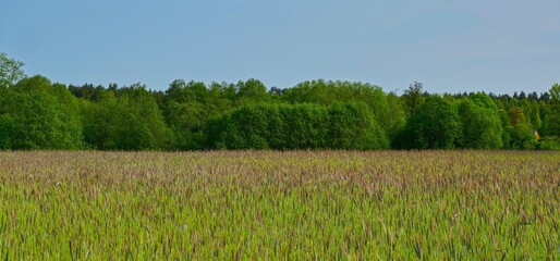 Lush green cereal field in spring with young grain spikes, stretching toward a dense forest in the background.  Panoramic photo.