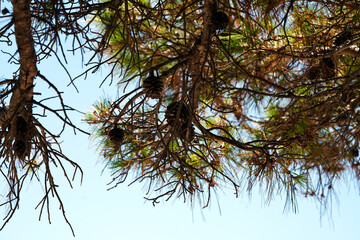 pine branches over the sea