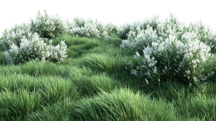 Lush Green Grass with Delicate Flowering Stems in a Serene Natural Landscape