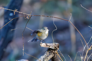 羽ばたいて飛び出す幸せの青い鳥、可愛いルリビタキ（ヒタキ科）
英名学名：Red flanked Bluetail (Tarsiger cyanurus)
埼玉県北本市、北本自然観察公園    2024
