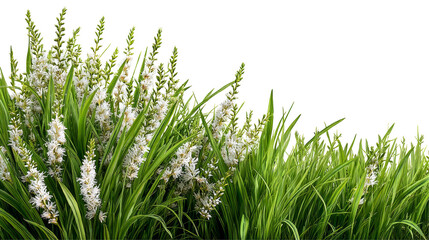 Obraz premium Lush Green Grass with Delicate Flowering Stems Under Bright Natural Light