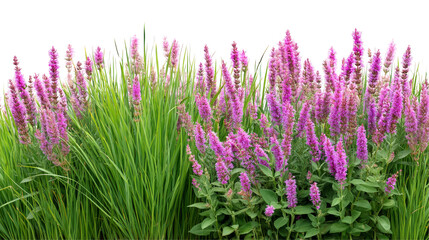 Naklejka premium Delicate Flowering Plants with Green Grass and Vibrant Pink Blossoms in Nature