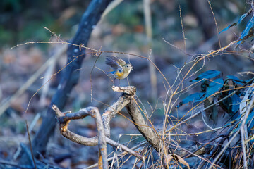 羽ばたいて飛び出す幸せの青い鳥、可愛いルリビタキ（ヒタキ科）
英名学名：Red flanked Bluetail (Tarsiger cyanurus)
埼玉県北本市、北本自然観察公園    2024
