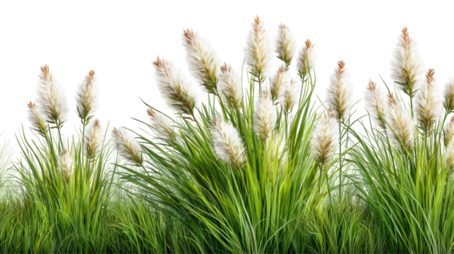 Lush Green Grass with Delicate Flowering Stems Capturing Nature's Beauty