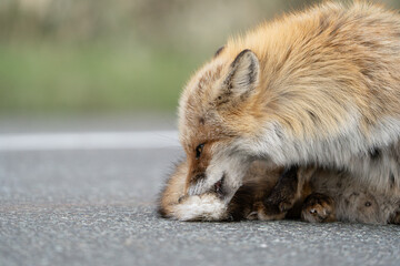 close up of a fox