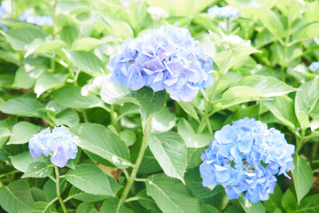 伊香保温泉街　紫陽花