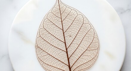 Close-up of a delicate, translucent leaf skeleton with intricate vein patterns resting on a round, white marble surface.