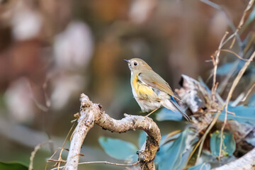 羽ばたいて飛び出す幸せの青い鳥、可愛いルリビタキ（ヒタキ科）
英名学名：Red flanked Bluetail (Tarsiger cyanurus)
埼玉県北本市、北本自然観察公園    2024
