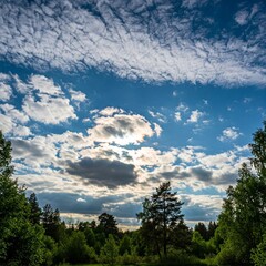 Morning nature of pine forest under the sky and white clouds blocking the bright sunlight