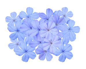 White plumbago or Cape leadwort flower. Close up small blue flower bouquet isolated on transparent background.