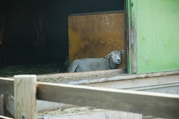 動物園　伊香保