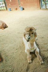 動物園　伊香保